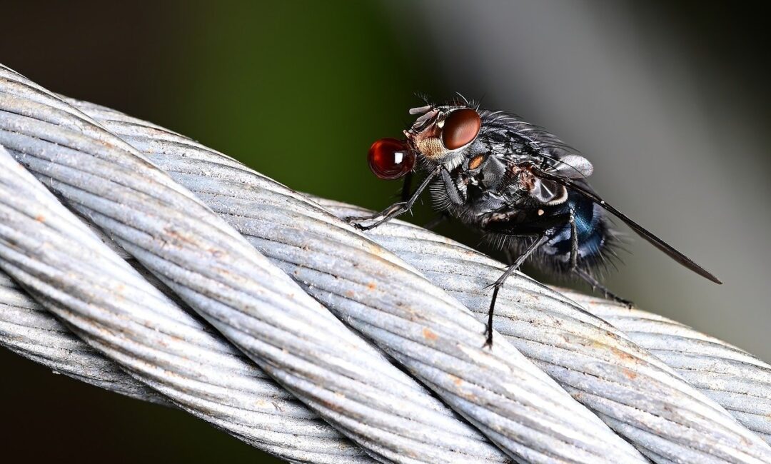 5_méthodes_infaillibles_pour_dire_adieu_aux_moucherons_chez_soi