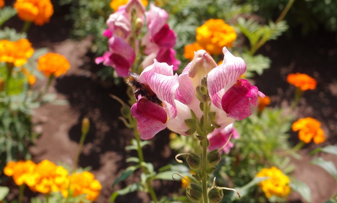 Apporter_une_Touche_de_Couleur_à_Votre_Maison_avec_le_Muflier_Rose