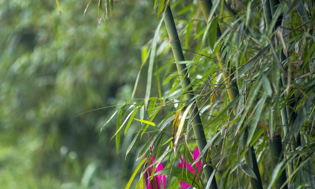 Comment_entretenir_le_bambou_Fargesia_dans_votre_jardin