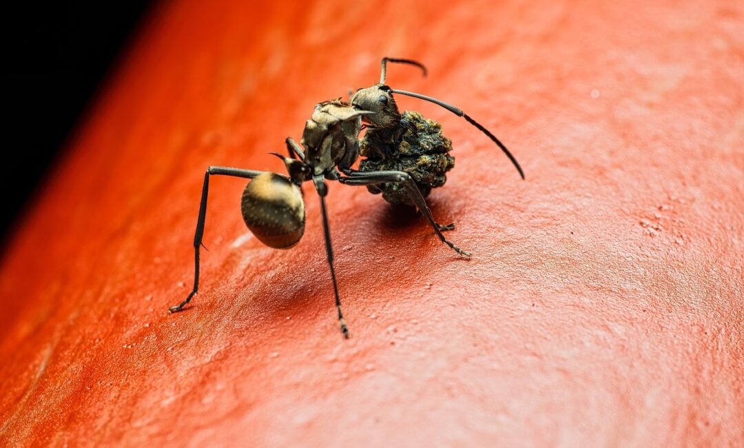 Contrôler_et_prévenir_l_infestation_de_fourmis_dans_votre_foyer
