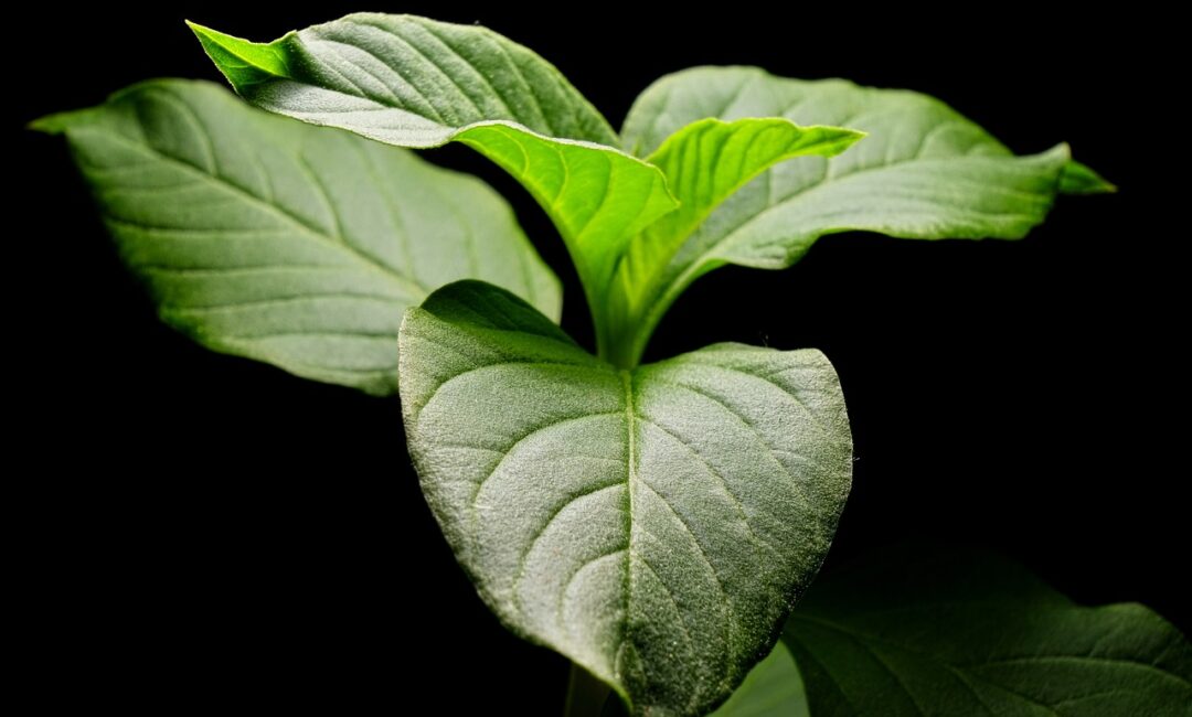 Cultiver_des_plantes_de_songe_à_la_maison_:_un_guide_étape_par_étape