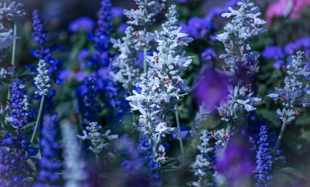 Le_plumbago:_la_plante_d_ombre_idéale_pour_votre_maison