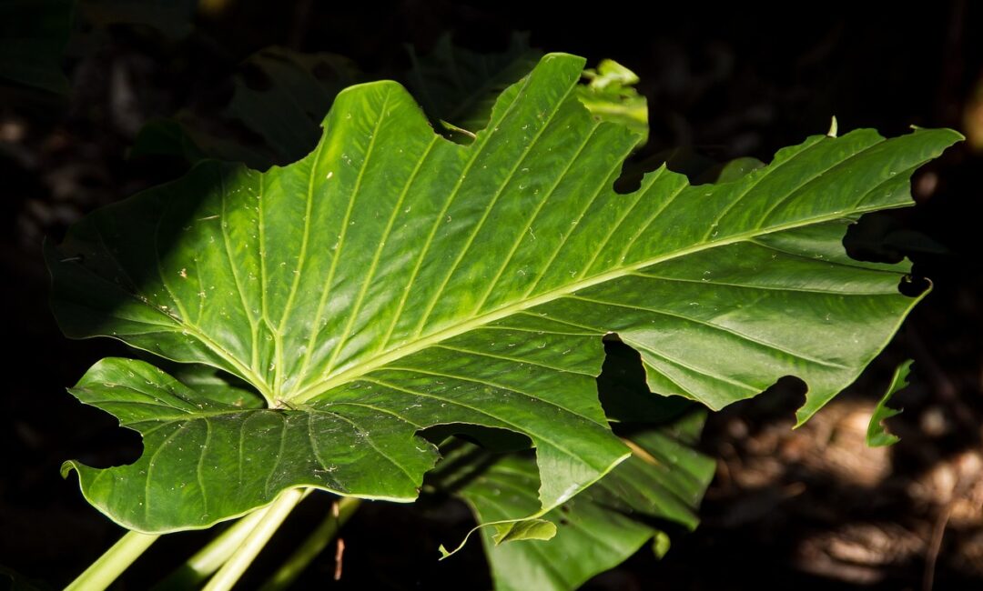 Les_Secrets_de_la_Culture_de_l_Alocasia_pour_Embellir_votre_Maison